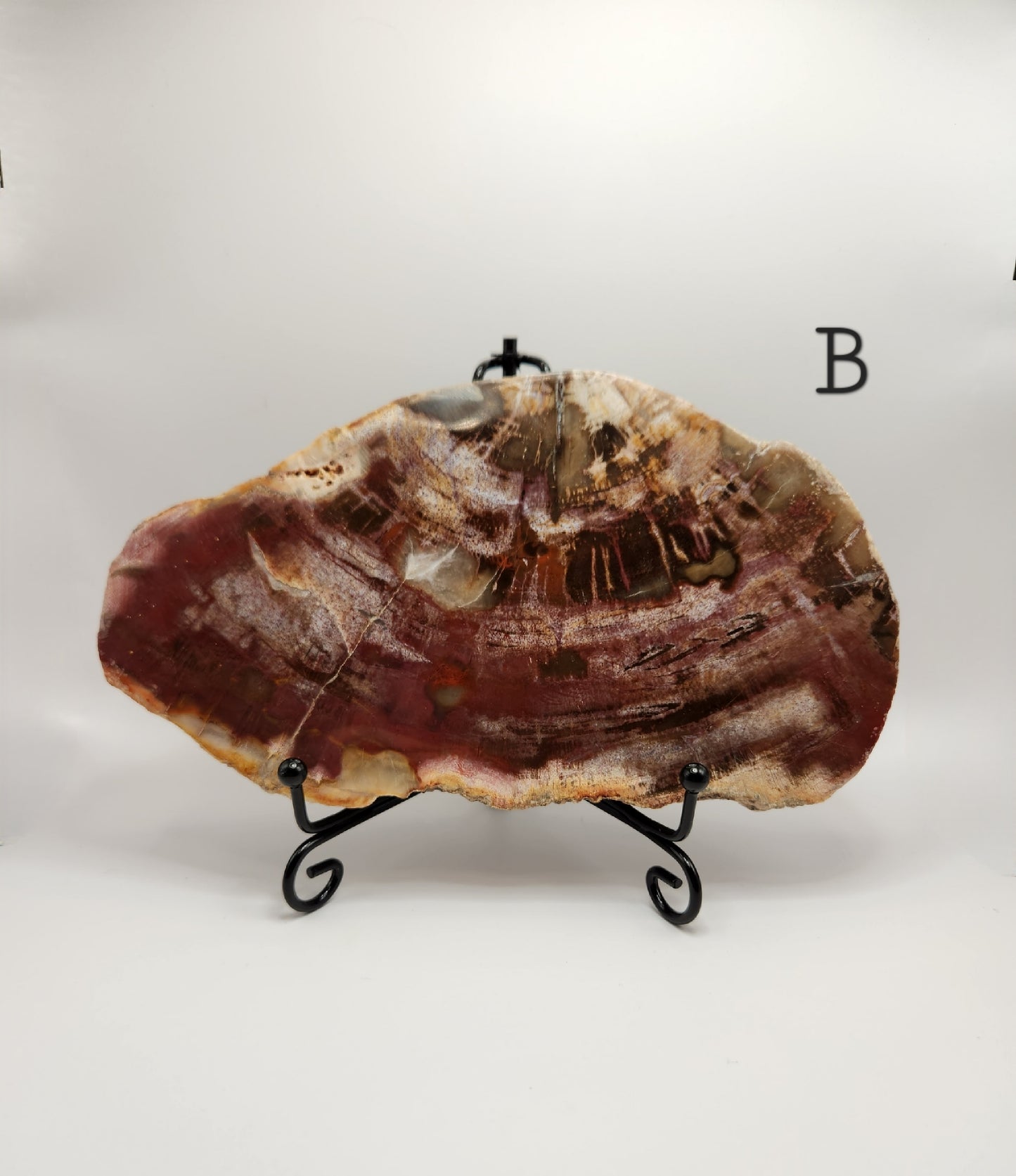 Petrified Wood Slab