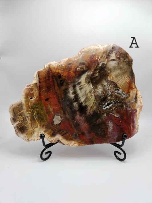 Petrified Wood Slab