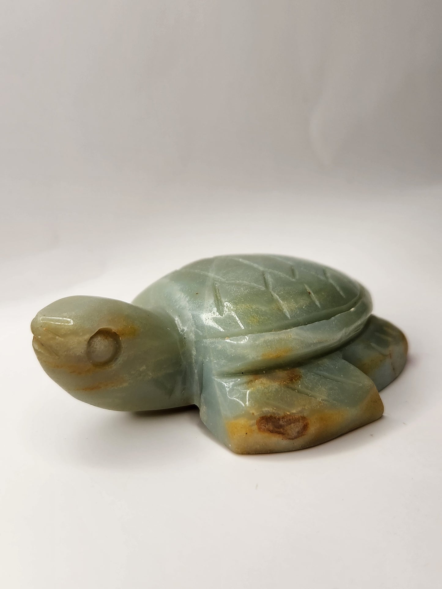 Caribbean Calcite Turtle