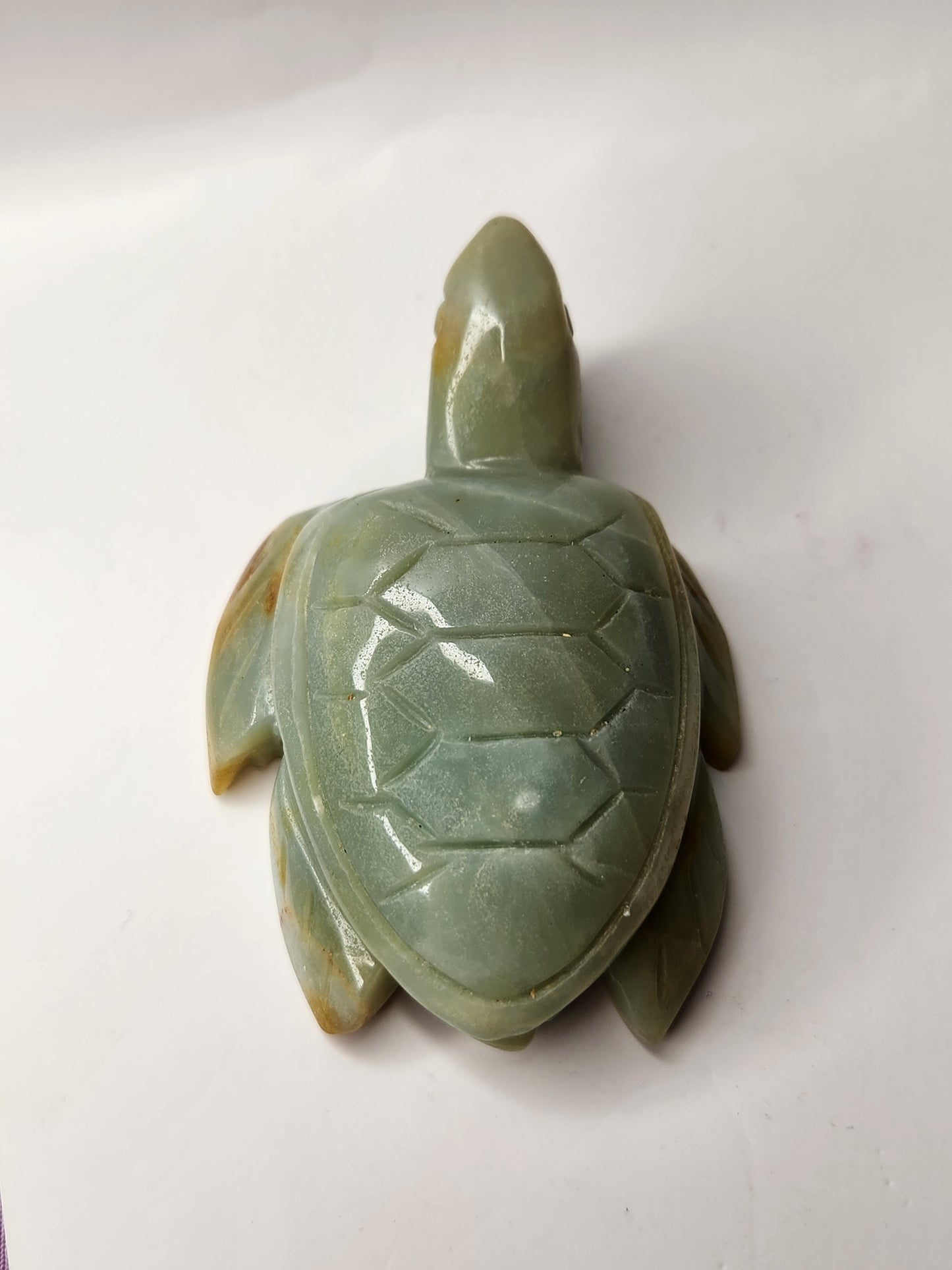 Caribbean Calcite Turtle