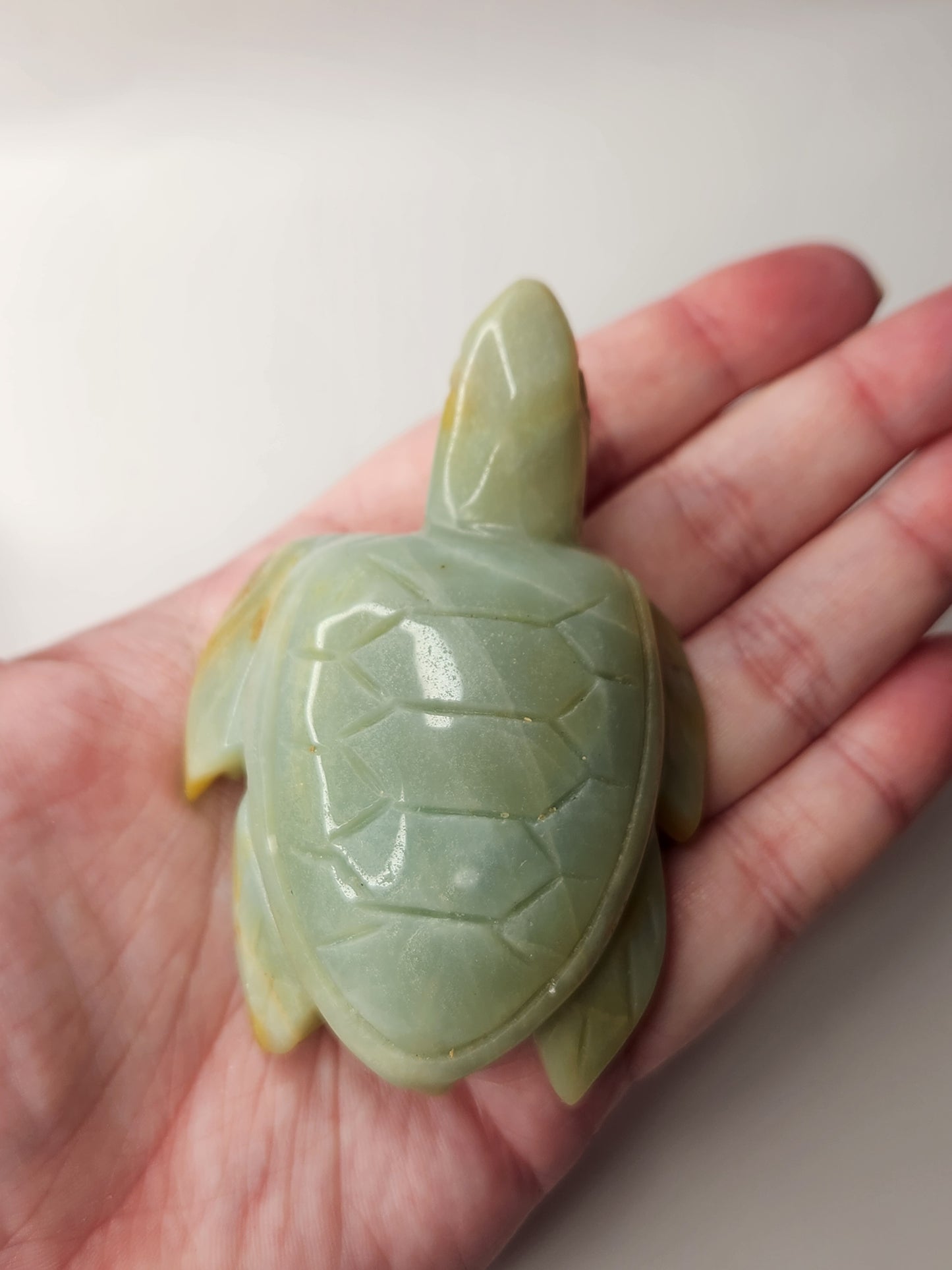 Caribbean Calcite Turtle