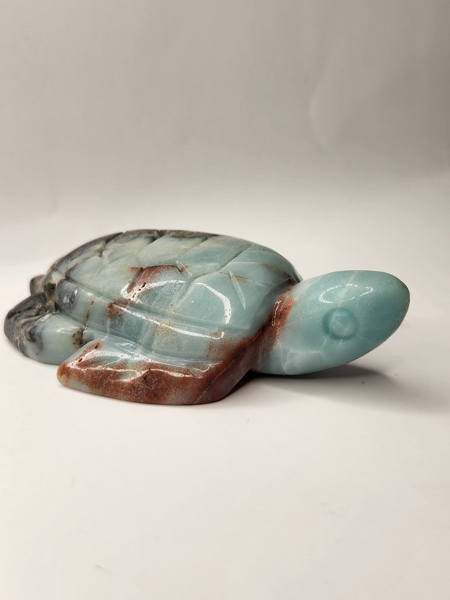 Caribbean Calcite Turtle