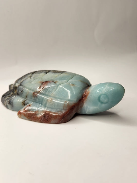 Caribbean Calcite Turtle