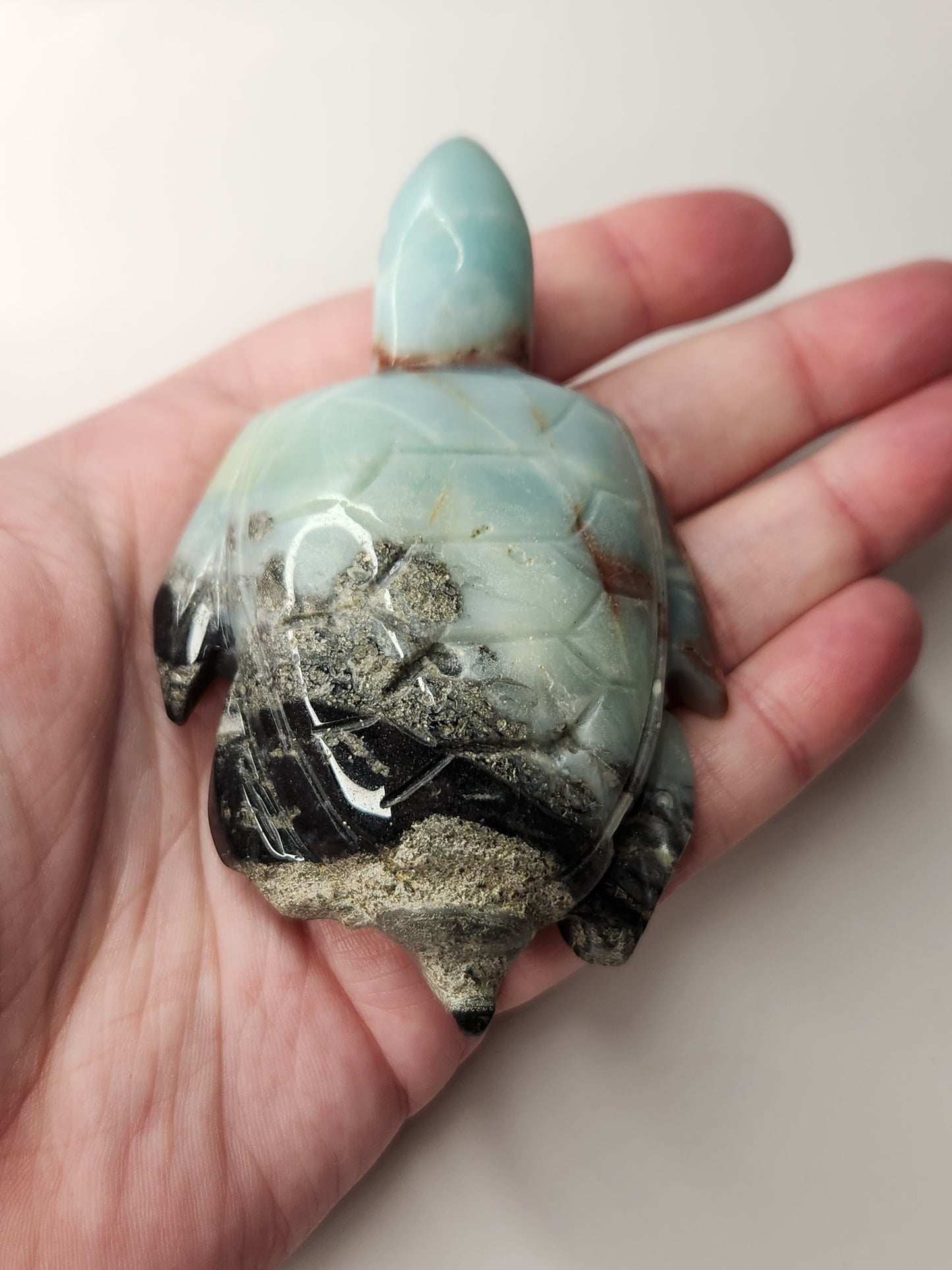 Caribbean Calcite Turtle