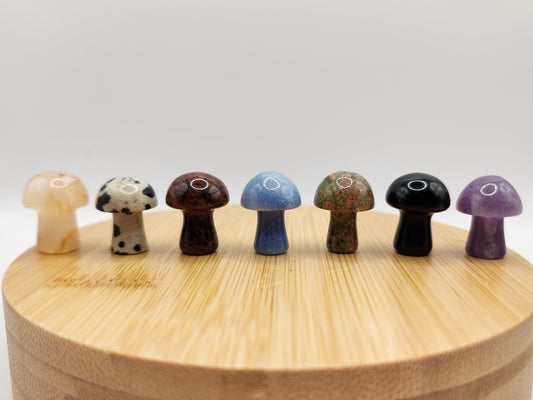 Mystery Mini Mushroom