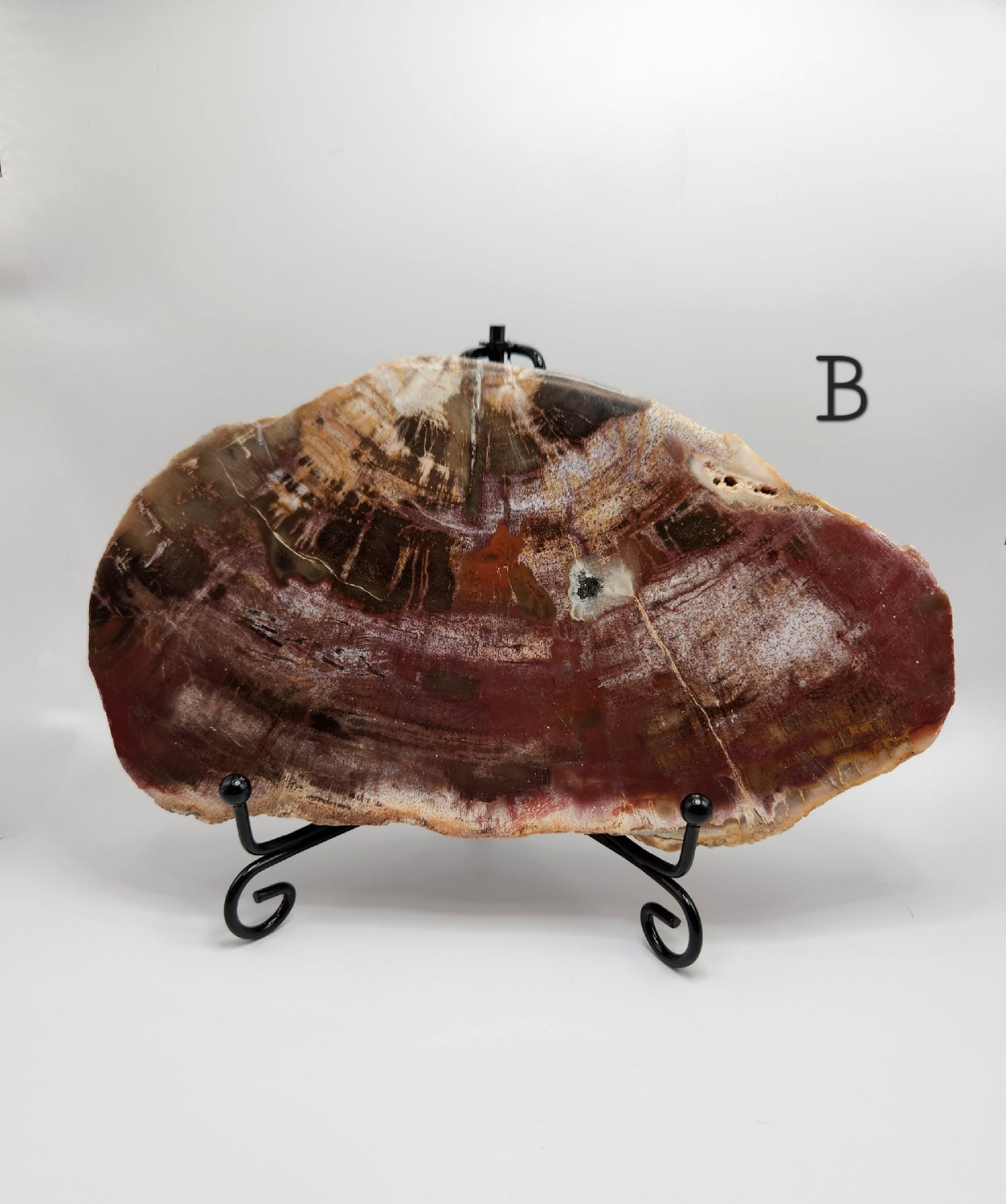 Petrified Wood Slab