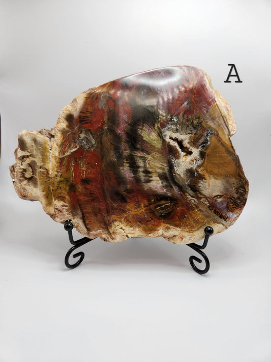 Petrified Wood Slab