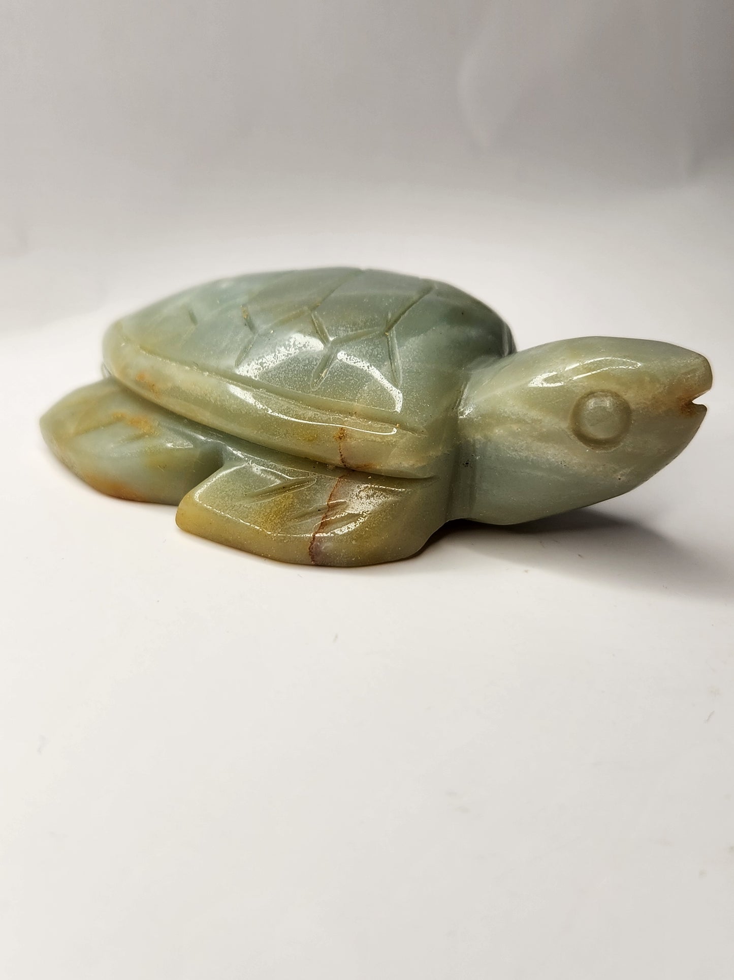 Caribbean Calcite Turtle